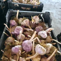 فروش سیر بذری قرمز