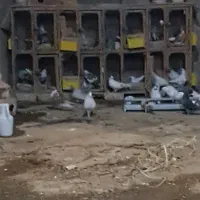 قفس جفت کن