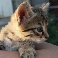 گربه