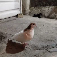 ساده