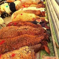(برّ۰×گوسفند/زنده)نصفه گوشت صد درصدتضمین
