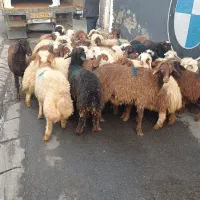 گوسفند فروشی حاج عبدالله