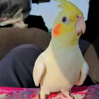 گمشده عروس هلندی