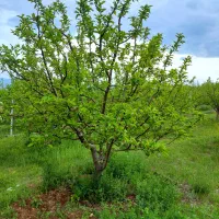۲۵۰۰متر باغ قطره ای۸ساله مجوزدار در ۳دقیقه ای اهر