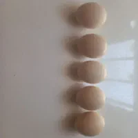 تخم مرغ لاری نطفه دار