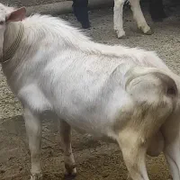 بز نر سانن خالص