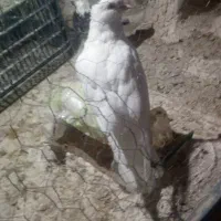 کبوتر