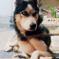سگ هاسکی