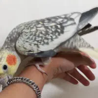 عروس هلندی