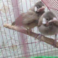 لباس تعداد اهواز