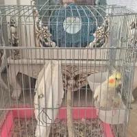 عروس هلندی