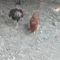 مرغ وخروس