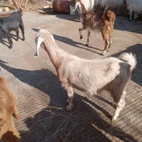 بز پاکستانی جملزا و شیرا