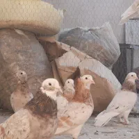 کبوترهما سرور