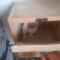 کوتوله برزیلی رنگ خاص