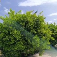 فروش باغچه کوچه باغ اشتراک آب و برق