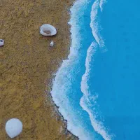 صدف|تابلو، نقاشی، عکس|بندر امام خمینی, |دیوار