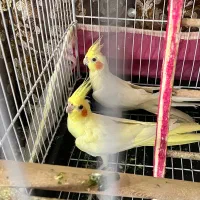 عروس هلندی