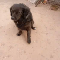 سگ  ژرمن پاه کوتا