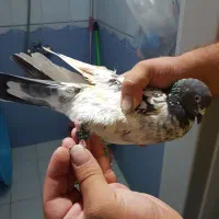 کبوتر گرفتنی