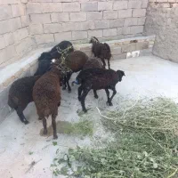 بره نر ماده