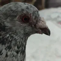 کفتر معاوضه
