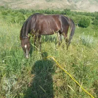 اسب ۷ساله معاوضه با موتور سکلت
