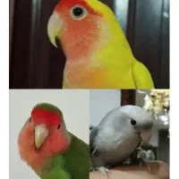 طوطی برزیلی به رنگهای خاص