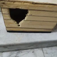 لونه پرنده