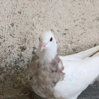 کبوتر طوق هفت رنگ