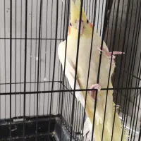 عروس هلندی ماده با تخم