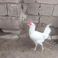 خروس