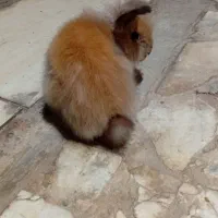 خرگوش لپی