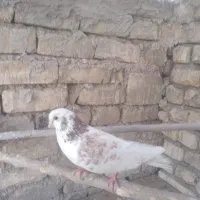 فروش کبوتر نر