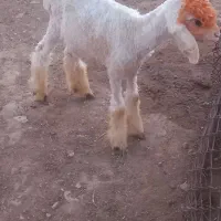 بره‌نر‌سبک‌(میش‌شیشک تقلی بز کهره)