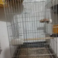 قفس کاسکویی درحد نو تمیز و مرتب