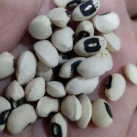 لوبیا چشم بلبلی