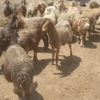 44 راس میش فروشی