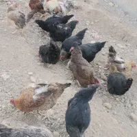 فروش مرغ خروس