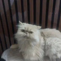 گربه پرشین