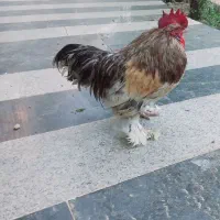 مرغ