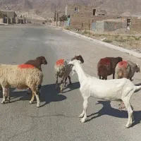 میش آبستن