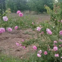 سم پاشی درختان خانگی،باغ،علف زنی،سوسک،ساس وحشرات
