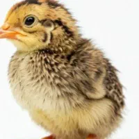 جوجه پرورشی ک