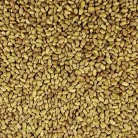 بذر یونجه تخم یونجه