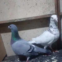 جفتگاه