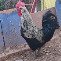 خروس‌‌ خودمونی