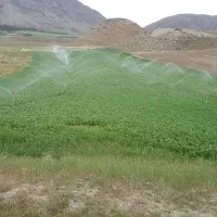 یونجه بنچه شده خشک