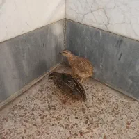 دو عدد بلدرچین سالم که تازه واکسینه شدفروخته میشود