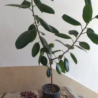 گل بزرگ